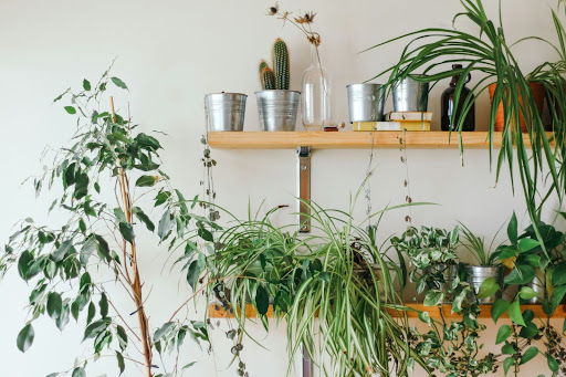 Plant shelf